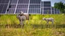 Agrovoltaica: guia completo do solar grazing com ovelhas