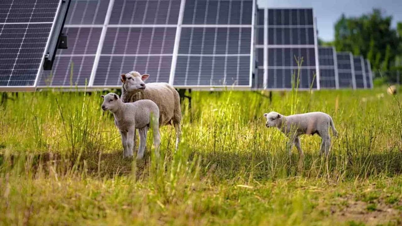 Agrovoltaica: guia completo do solar grazing com ovelhas