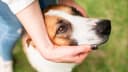 ologia para cães: 6 categorias que viraram necessidade