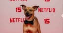 Netflix 15 anos: a estratégia por trás da festa de Amendoim