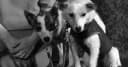 Belka e Strelka: como 2 cadelas sobreviveram à órbita