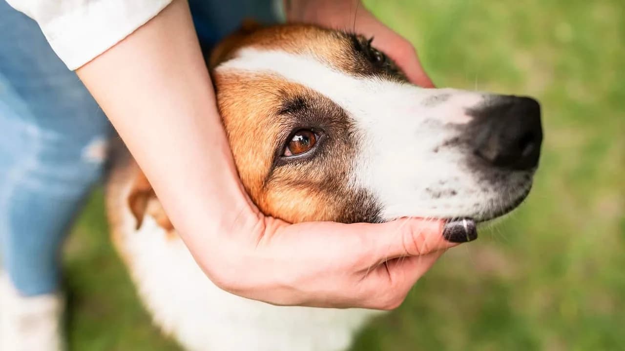 ologia para cães: 6 categorias que viraram necessidade