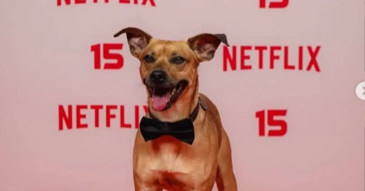 Netflix 15 anos: a estratégia por trás da festa de Amendoim